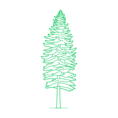 Plants Spruces Blue Spruce Digital Sketch Svg Design, Free Vectors File